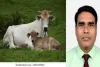 क्या गाय को ‘राष्ट्रीय पशु’ घोषित करना सही होगा? जानिए पक्ष और विपक्ष