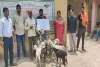 Koderma News: मुख्यमंत्री पशुधन विकास योजना की धूम, लाभुकों के बीच बकरे और ब्रॉयलर मुर्गी का वितरण