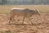 60 घंटे से खेत की परिक्रमा कर रही गाय, जानिए क्या है इसके पीछे का कारण