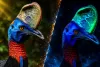 Cassowary Bird Mystery: दुनिया के सबसे खतरनाक पक्षी का नया राज, अंधेरे में नीले-हरे रंग में चमक उठता है सिर