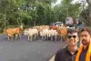 झारखंड में गौ तस्करी पर बड़ा प्रहार, 48 गौवंश को सुरक्षित छुड़ाया गया