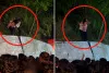 Viral Video: कामाख्या मंदिर के अंबुबाची मेले से शर्मनाक VIDEO सामने आया; इंटरनेट पर फूटा लोगों का गुस्सा