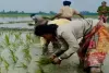 साहिबगंज में मूसलधार बारिश से किसानों के चेहरे खिले, खेतों में तेज हुई धान रोपाई