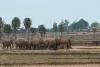 Koderma News: ग्रामीण इलाकों के बाद अब शहरी क्षेत्रों में भी हाथियों का आतंक, दहशत में लोग