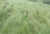 Koderma News: एनजीटी रोक के बाद भी नदियों से धड़ल्ले से हो रहा अवैध बालू उठाव