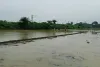 Sahibganj News: कृषि विभाग ने जल्द 100 फीसदी रोपाई पूरी होने की जताई उम्मीद