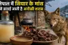 सियार के मांस वाली शराब! नेपाल की अनोखी परंपरा ने खींचा लोगों का ध्यान
