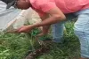Dumka News: खासिया गांव में निकला 7 फीट लंबा विशालकाय अजगर, मचा हड़कंप