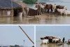 Sahibganj News: उत्तरवाहिनी गंगा बनी अभिशाप, गदाई दियारा सहित 14 गांवों में जिंदगी पानी-पानी