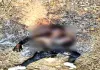 Palamu News: झाड़ियों से बरामद हुआ युवक का अधजला शव, एसपी ने घटना की दी विस्तृत जानकारी