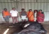 Ramgarh News: जहरीले सांप के काटने से दुधारू गाय की मौत, किसान पर टूटा दुखों का पहाड़