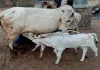 Sahebganj News: पशु तस्करों के लिए 'सेफ जोन' बना बोरियो प्रखंड, बेनकाब हुआ तस्करी का नया रूट