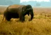 लोहरदगा में जंगली हाथी का तांडव, खेत में काम कर रही महिला को कुचलकर मार डाला