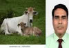 क्या गाय को ‘राष्ट्रीय पशु’ घोषित करना सही होगा? जानिए पक्ष और विपक्ष