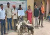 Koderma News: मुख्यमंत्री पशुधन विकास योजना की धूम, लाभुकों के बीच बकरे और ब्रॉयलर मुर्गी का वितरण