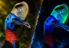Cassowary Bird Mystery: दुनिया के सबसे खतरनाक पक्षी का नया राज, अंधेरे में नीले-हरे रंग में चमक उठता है सिर