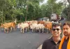 झारखंड में गौ तस्करी पर बड़ा प्रहार, 48 गौवंश को सुरक्षित छुड़ाया गया