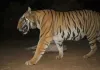 बांधवगढ़ में कॉलरधारी बाघिन सुरक्षित मिली, कंकाल मिलने के बाद तेज हुआ था सर्च ऑपरेशन