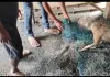 गनपुरा बाजार: 15 दिनों से डिब्बे में फंसा था कुत्ते का मुंह, युवाओं ने सुरक्षित निकालकर दी नई जिंदगी