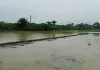 Sahibganj News: कृषि विभाग ने जल्द 100 फीसदी रोपाई पूरी होने की जताई उम्मीद