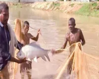 हथियार छोड़ गांव में लहराया उम्मीद का जाल, ओमप्रकाश साहू बने मत्स्य पालन से मिसाल