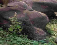 पलामू टाइगर रिजर्व में जंगली हाथी की मौत, वन विभाग जांच में जुटा