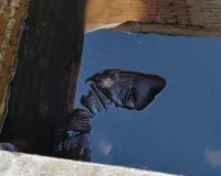 Jharkhand Crime: सेप्टिक टंकी से मिला युवक का शव, पत्थर से कूचकर हत्या की आशंका