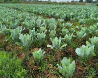 250 बीघा खेत में सिचाई संकट, पानी की कमी बनी बड़ी चुनौती