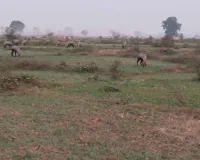 नीलगाय के आतंक से चैनपुर के किसानों की 50 एकड़ फसल बर्बाद, वन विभाग पर कार्रवाई न करने का आरोप