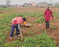 Hazaribagh News : इचाक के आलू की देशभर में बढ़ी डिमांड, दूर-दूर से आते हैं व्यापारी