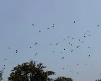 दुमका के जंगलों में मिला दुर्लभ फ्लाइंग फॉक्स समूह, युवा शोधकर्ता की बड़ी उपलब्धि