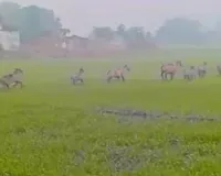 Palamu News : हुसैनाबाद में नीलगायों का आतंक गेहूं-सब्जी बर्बाद, खेती छोड़ने को मजबूर किसान