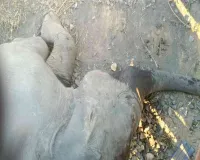 लातेहार में मालगाड़ी की चपेट में आया हाथियों का झुंड, हाथी के बच्चे की मौत