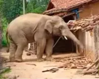 Chaibasa News : सीमावर्ती गांवों में हाथी का आतंक, छह से अधिक गांवों में दहशत का माहौल