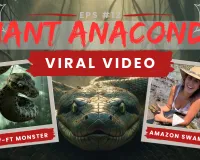  एनाकोंडा का खौफ! विदेशी महिला ने पकड़ा 17 फीट का विशाल सांप, वीडियो वायरल