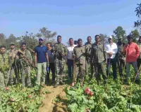 जंगली इलाके में उगाई गई अफीम की फसल को उखाड़कर किया गया नष्ट