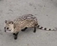 Pakur News: महेशपुर प्रखंड में दिखा दुर्लभ वन्य जीव, किया गया सुरक्षित रेस्क्यू