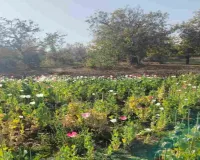 पांकी थाना क्षेत्र में अवैध अफीम/पोस्ता की खेती पर पुलिस की कार्रवाई, 4 कट्ठा फसल विनष्ट