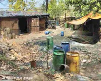 Giridih News : जंगलों में चल रही अवैध भट्टियां, पेड़ों की कटाई से बढ़ रहा खतरा