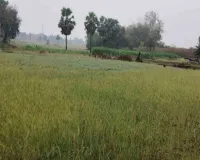 Sahebganj News : चैत में कुदरत का कहर, झमाझम बारिश से फसलें तबाह