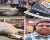 Sahebganj News: गौ-तस्करी की कोशिश नाकाम, ग्रामीणों ने रात के अंधेरे में पकड़ी मवेशियों से लदी पिकअप