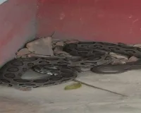 महेशपुर में मिला खतरनाक रसेल वाइपर सांप, वन विभाग ने किया सुरक्षित रेस्क्यू