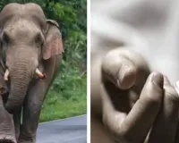 Koderma News: हाथियों का तांडव: दो लोगों को कुचलकर मारा, एक घायल 