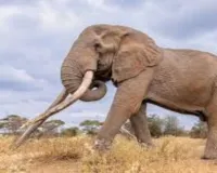 Ranchi News : रातू में जंगली हाथी का हमला, एक ग्रामीण की मौत