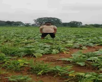 Lohardaga News : ओलावृष्टि से फसलों को भारी नुकसान, किसान परेशान