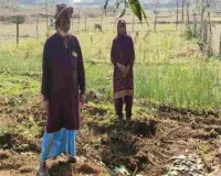 Koderma News: जंगली हाथी का तांडव, किसानों की खून-पसीने की फसल रौंदी