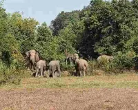 Giridih News: 'गजराज' का डेरा: झुंड से बिछड़े हाथियों ने बढ़ाई धड़कनें, दहशत में ग्रामीण