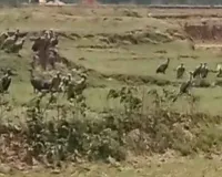 बरही के मलकोको में दिखा गिद्धों का झुंड, पर्यावरण के लिए सकारात्मक संकेत