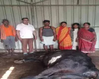 Ramgarh News: जहरीले सांप के काटने से दुधारू गाय की मौत, किसान पर टूटा दुखों का पहाड़