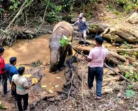 सारंडा जंगल में IED ब्लास्ट से घायल हाथी की मौत, एक सप्ताह तक चला इलाज